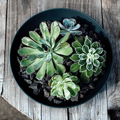 Manufacture Rock Bowl Flat 24cm